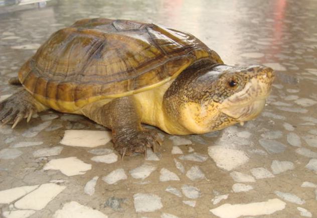 麝香龟的疾病防治