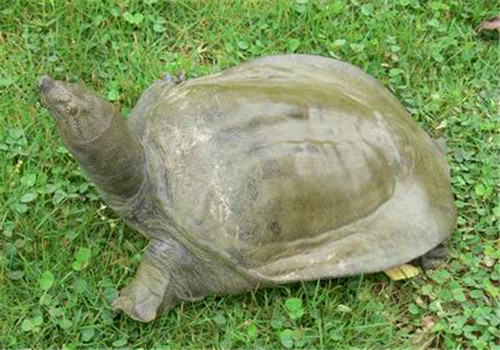 家庭小水体养殖甲鱼方法