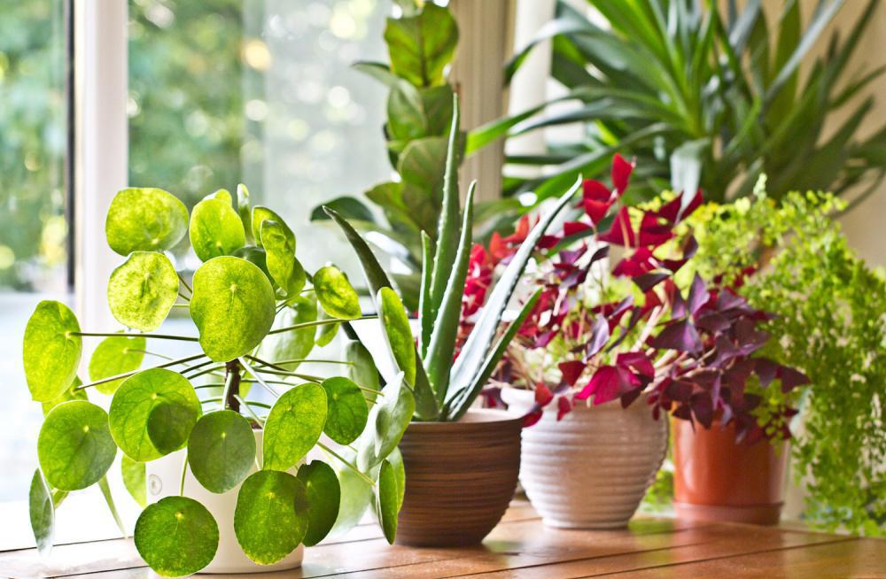 20种耐阴花，是“吸废气”高手，让家里空气清新！