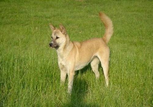 怎么训练狗上下楼梯