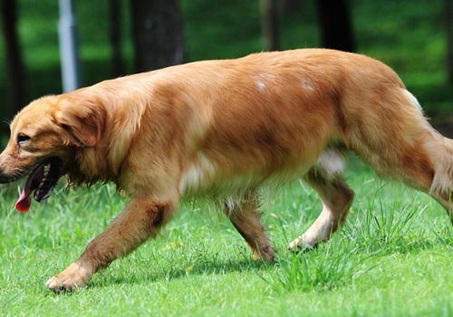 为自家金毛犬繁殖需要慎重