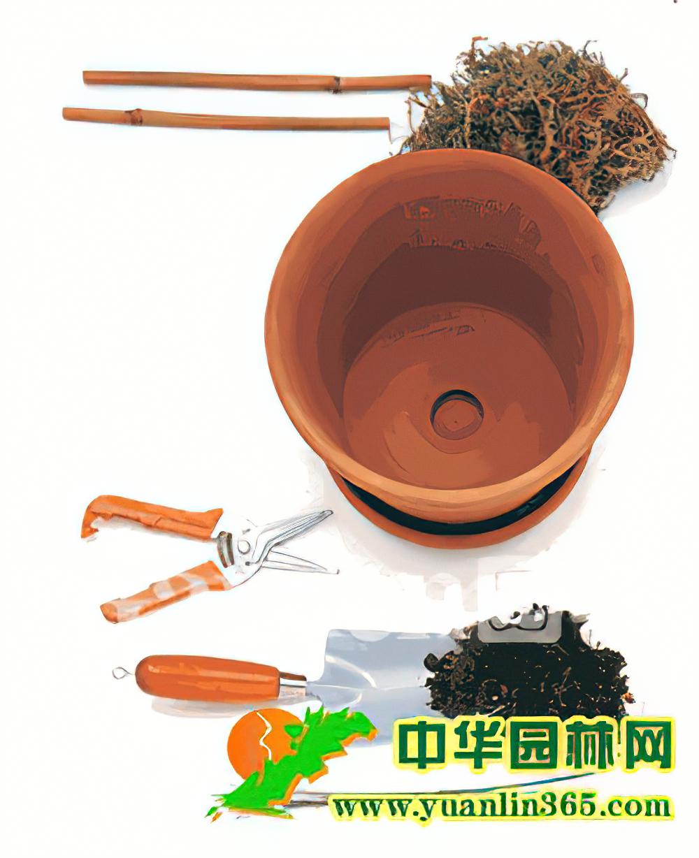 室内绿饰技巧观叶植物蛇木柱种植法（图）