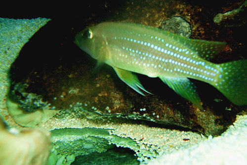 珍珠雀的饲养环境