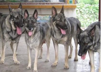 狼青犬智商怎么样？狼青犬好养吗？