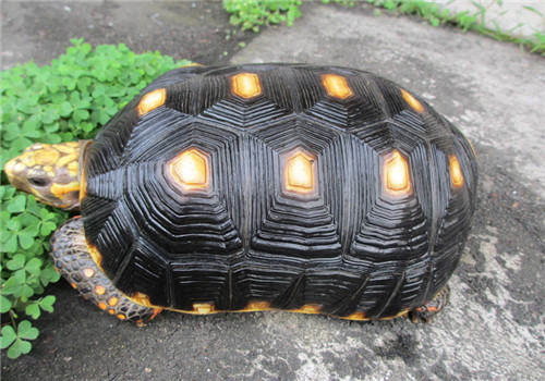 如何判断陆龟是否健康