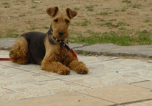 治疗狗狗螨虫的药有哪些