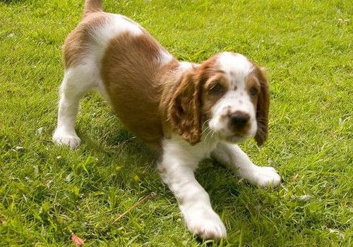 不同品种的狗狗可以在一起相处吗