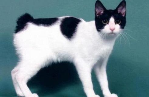 日本短尾猫好吗？日本短尾猫介绍