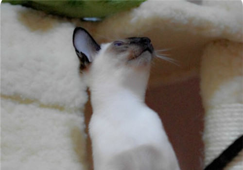 猫咪呕吐一定是因为生病吗？