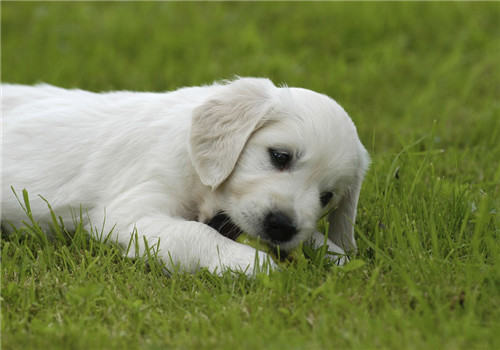 狗狗磨牙棒的挑选建议 狗狗磨牙棒的挑选建议