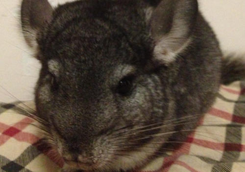 龙猫软便的原因