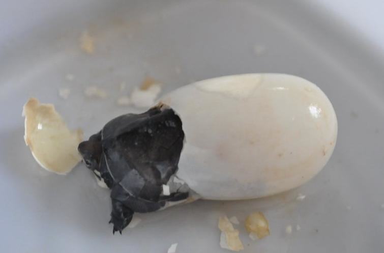 判断龟蛋是否受精成功的方法