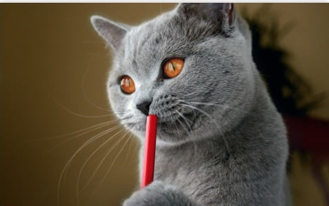 猫咪可以尝出不同味道吗