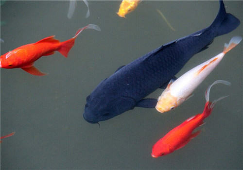 锦鲤可以吃的饲料有哪些