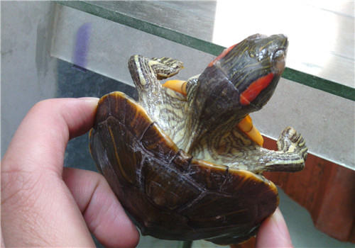 宠物龟肠胃炎的预防措施