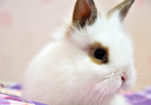 兔子骨骼老化的原因有哪些