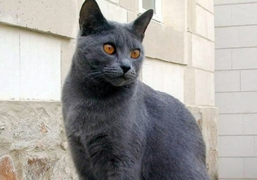 猫咪体温过低的护理方法