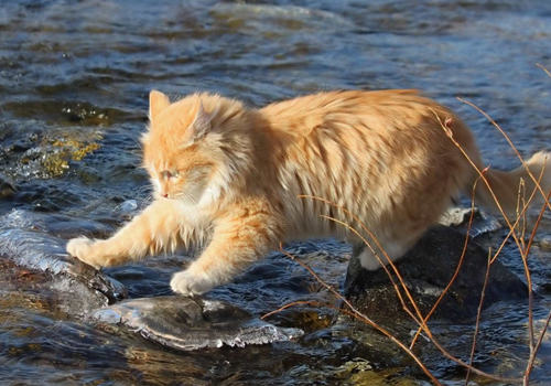 猫咪到底怕不怕水