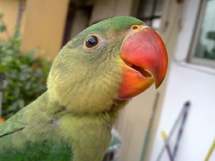 观赏鸟的食性分类