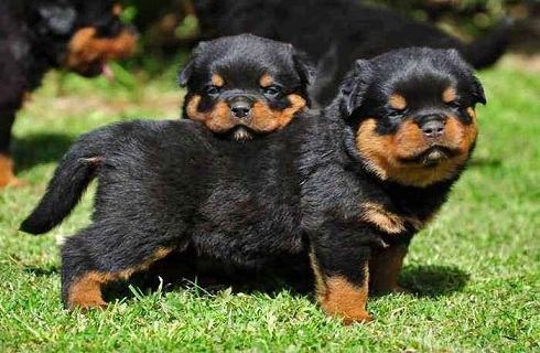 罗威纳犬的性格好不好?好不好养? 罗威纳犬的性格好不好?好不好养?