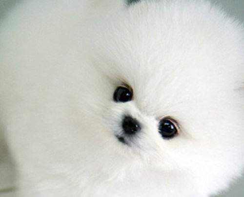 如何训练博美乱咬人