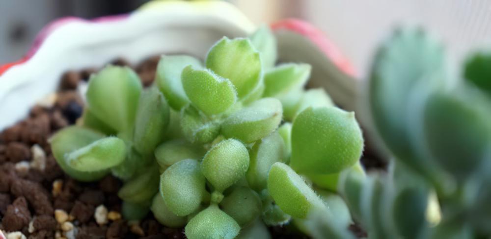 专业养熊三年有余：为被世人冤枉的多肉植物小熊（熊童子）正名