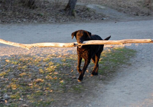 卷毛寻回猎犬的形态特征 卷毛寻回猎犬的形态特征