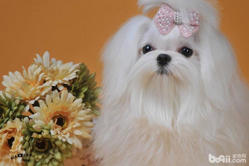 不掉毛的狗狗有哪些？这十大不掉毛的狗狗你知道吗？