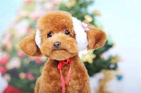 满月的泰迪要怎么喂养？可以从这几点来入手…