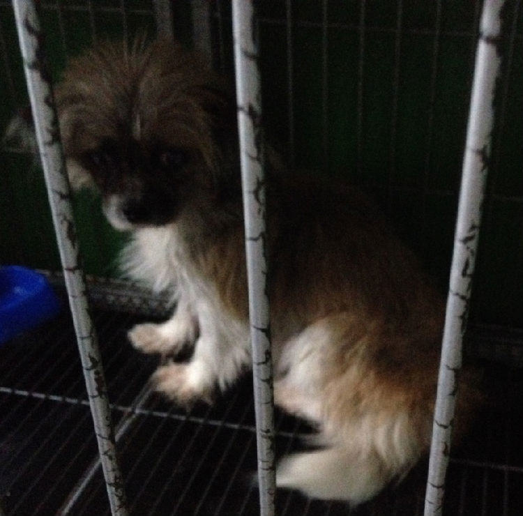 犬脐疝的诊断及手术方法