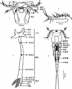 春季淡水鱼类易发的寄生虫病 春季淡水鱼类易发的寄生虫病