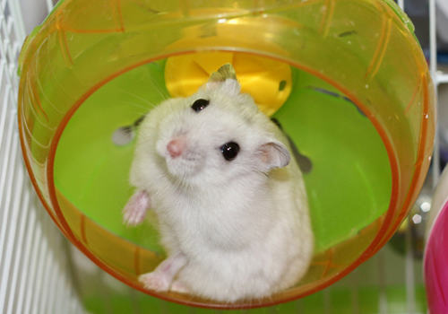 仓鼠过敏怎么办