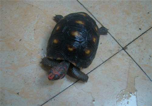 红腿陆龟的外貌特征