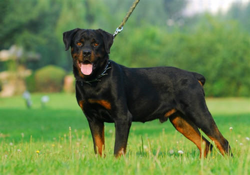 为什么最优秀的罗威纳犬都来自德国？