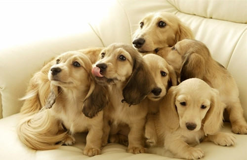 宠物多大适合做绝育手术 宠物多大适合做绝育手术