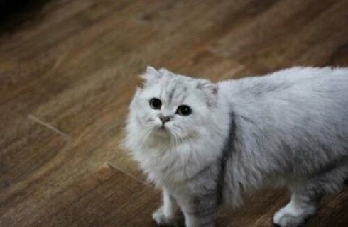 金吉拉猫好养吗？金吉拉猫吃什么？