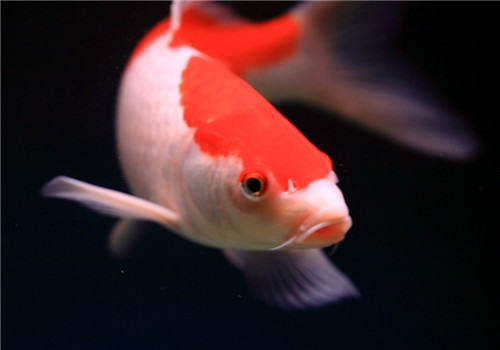 观赏鱼水中氧气的四大来源