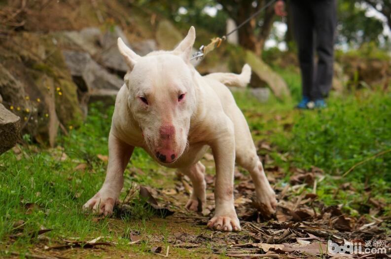 狗狗生气的表现有哪些?狗狗生气了怎么办? 狗狗生气的表现有哪些?狗狗生气了怎么办?