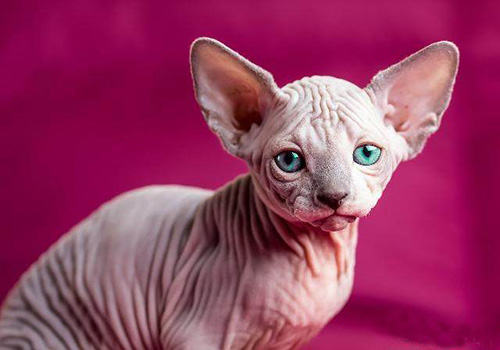 猫咪智商排行榜10种最聪明的猫