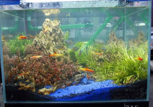 水族箱换水量怎么控制？