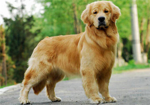 喂金毛犬驱虫药的注意事项