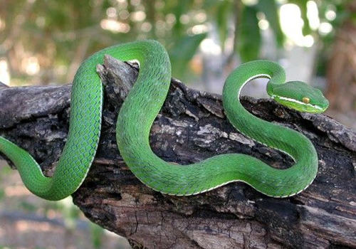 蛇的消化系统如何