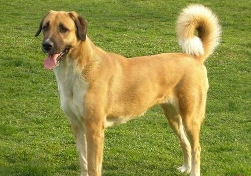 狗狗有皮屑的原因及处理方法