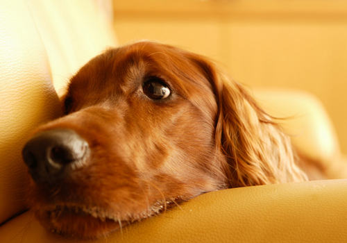 哪些液体应尽量远离狗狗 哪些液体应尽量远离狗狗