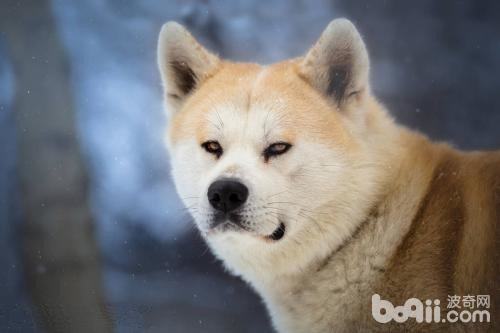 简答区分柴犬和秋田犬