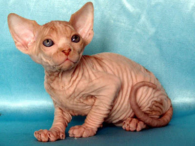 常见的无毛猫有哪些