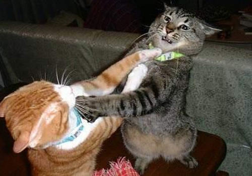 猫咪总是打架怎么办 猫咪总是打架怎么办
