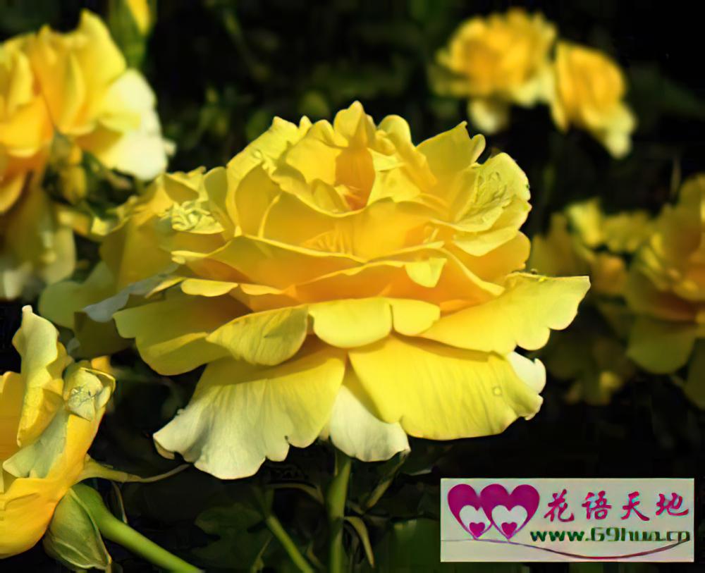 黄色蔷薇的花语：永恒的微笑