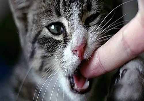 被家里猫抓伤出血十日观察法 被家里猫抓伤出血十日观察法