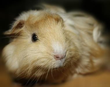 如何为荷兰猪剪指甲 如何为荷兰猪剪指甲